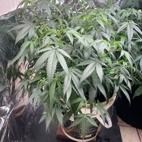 Shining candy  growlog timeline photo