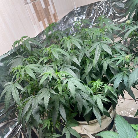 Shining candy  growlog timeline photo