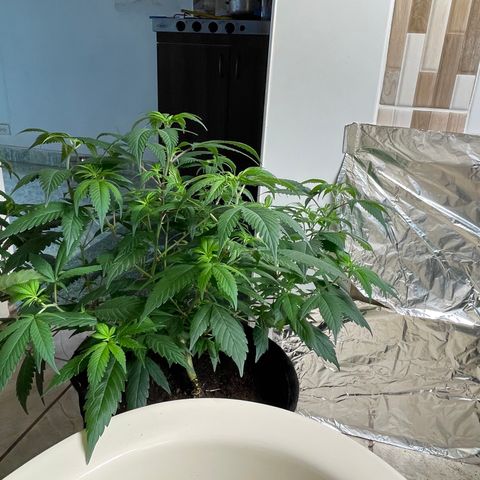 Purple Punch  growlog timeline photo