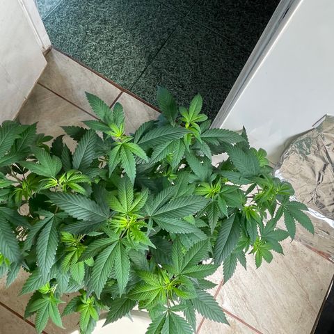 Purple Punch  growlog timeline photo
