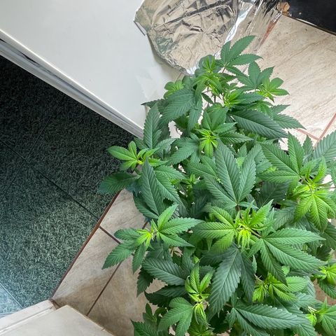 Purple Punch  growlog timeline photo