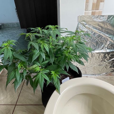 Purple Punch  growlog timeline photo