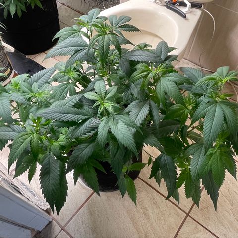 Purple Punch  growlog timeline photo
