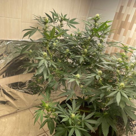 Tropicana Cookies Purple growlog timeline photo