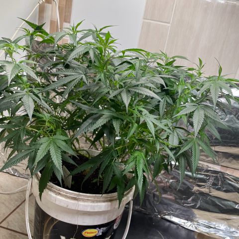 Shining candy  growlog timeline photo