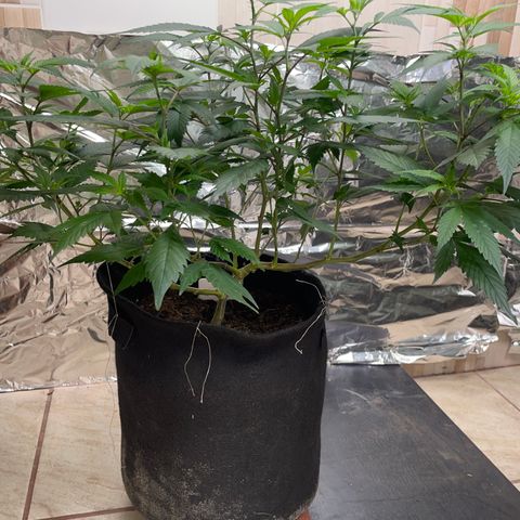 Purple Punch  growlog timeline photo