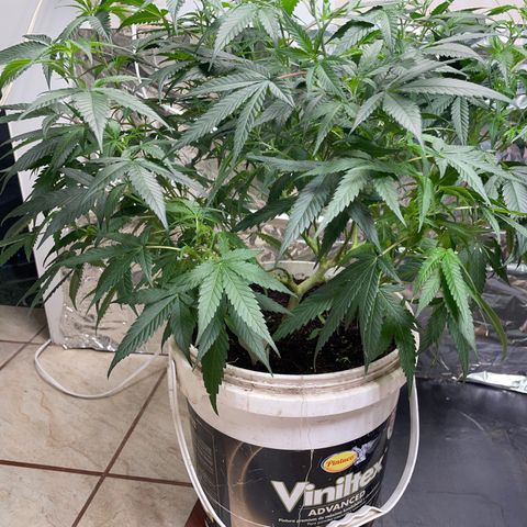 Shining candy  growlog timeline photo