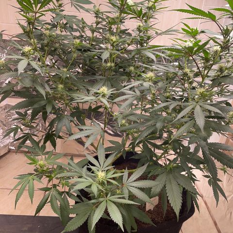 Tropicana Cookies Purple growlog timeline photo