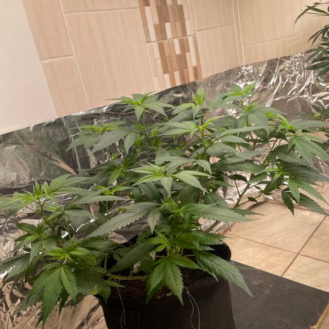 Purple Punch  growlog timeline photo