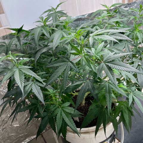 Shining candy  growlog timeline photo