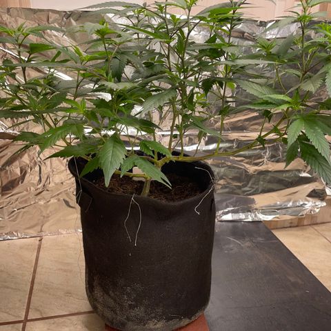 Purple Punch  growlog timeline photo