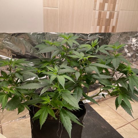 Purple Punch  growlog timeline photo
