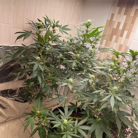 Tropicana Cookies Purple growlog timeline photo