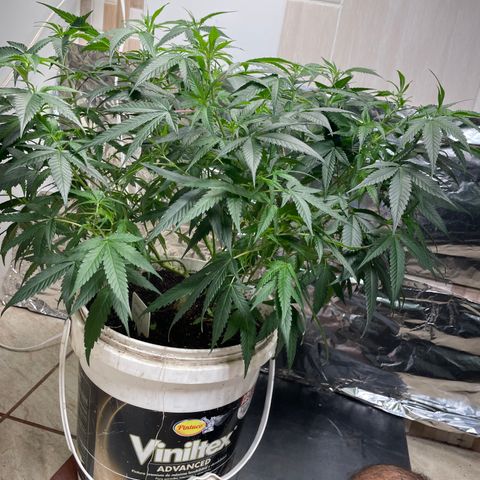Shining candy  growlog timeline photo