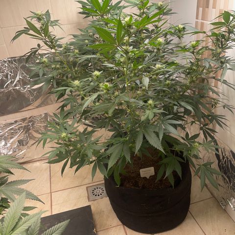 Tropicana Cookies Purple growlog timeline photo