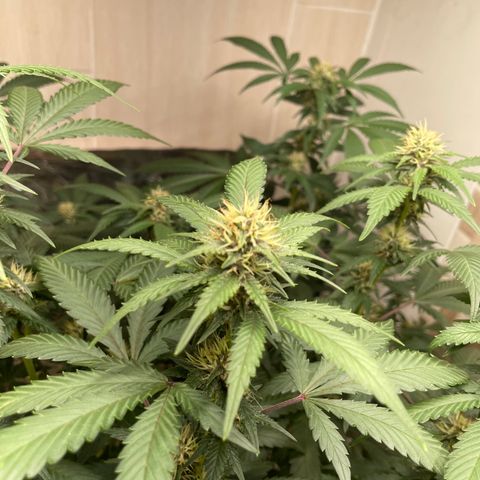 Tropicana Cookies Purple growlog timeline photo