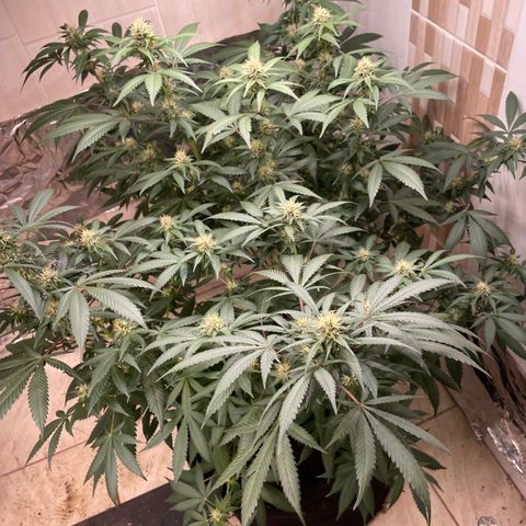 Tropicana Cookies Purple growlog timeline photo