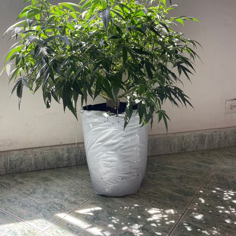 Shining candy  growlog timeline photo