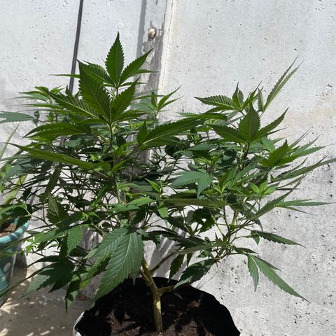 Purple Punch  growlog timeline photo