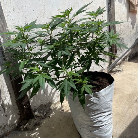 Purple Punch  growlog timeline photo