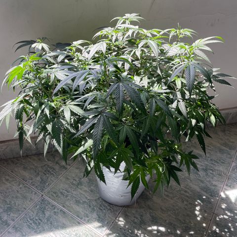 Shining candy  growlog timeline photo