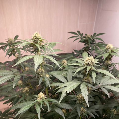 Tropicana Cookies Purple growlog timeline photo