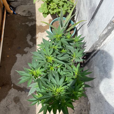 Purple Punch  growlog timeline photo