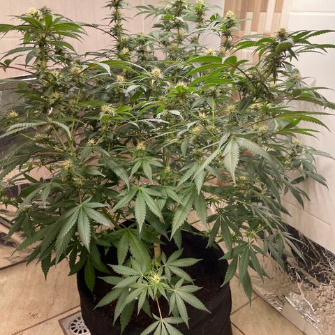 Tropicana Cookies Purple growlog timeline photo