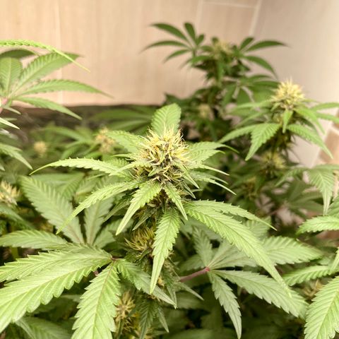 Tropicana Cookies Purple growlog timeline photo