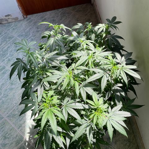 Shining candy  growlog timeline photo