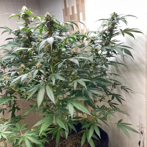 Tropicana Cookies Purple growlog timeline photo