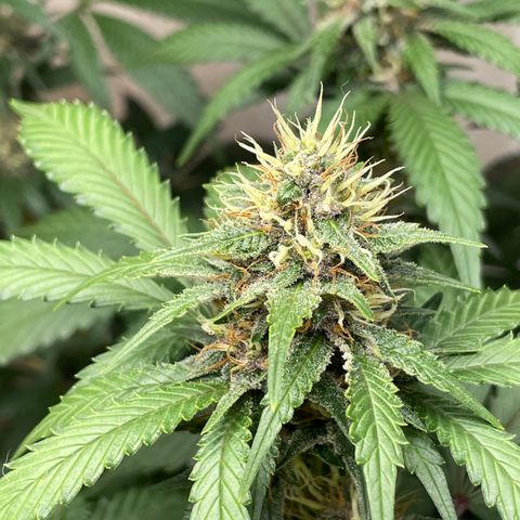 Tropicana Cookies Purple growlog timeline photo
