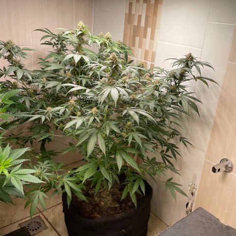 Tropicana Cookies Purple growlog timeline photo
