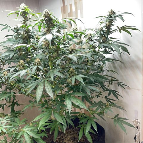Tropicana Cookies Purple growlog timeline photo