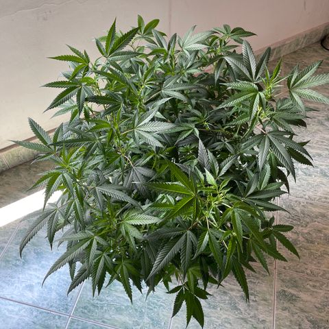 Shining candy  growlog timeline photo
