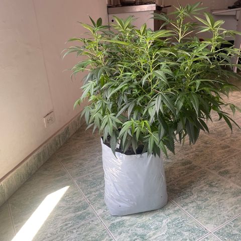 Shining candy  growlog timeline photo