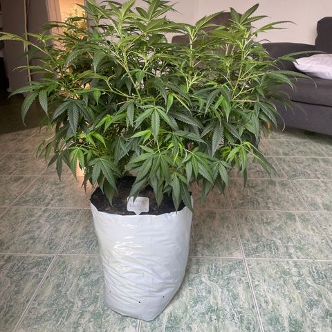 Shining candy  growlog timeline photo