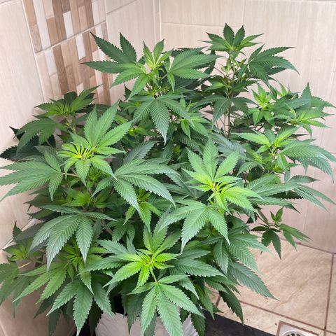 Purple Punch  growlog timeline photo