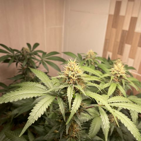 Tropicana Cookies Purple growlog timeline photo