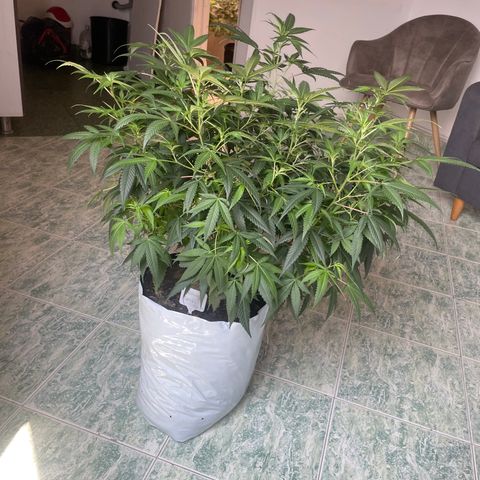 Shining candy  growlog timeline photo