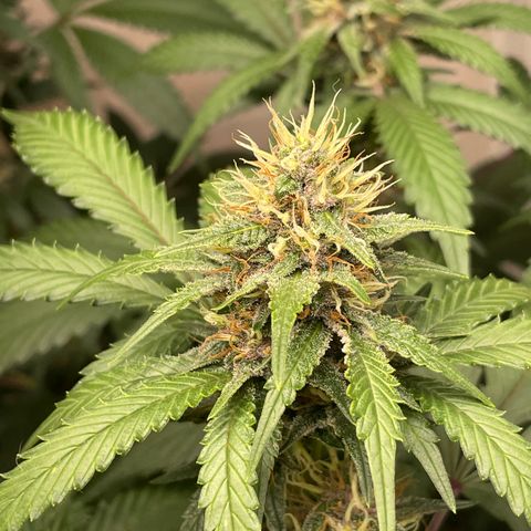 Tropicana Cookies Purple growlog timeline photo