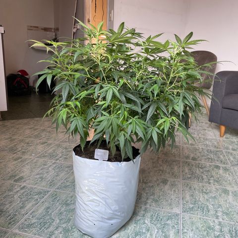 Shining candy  growlog timeline photo