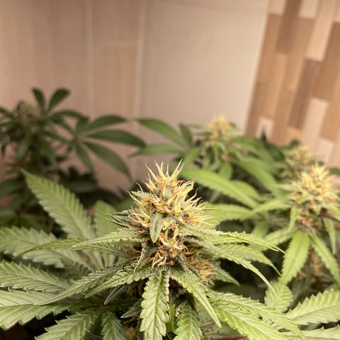 Tropicana Cookies Purple growlog timeline photo