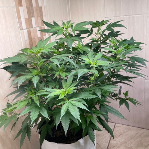 Purple Punch  growlog timeline photo