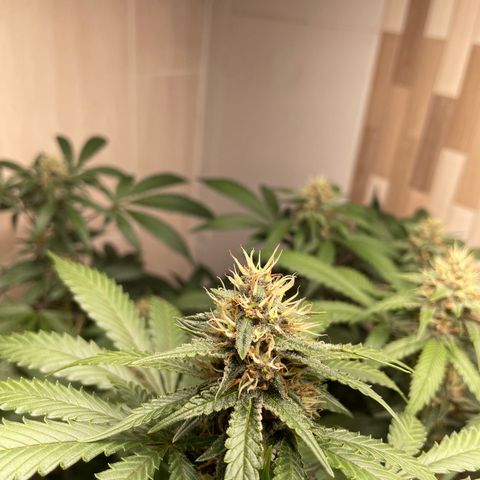 Tropicana Cookies Purple growlog timeline photo