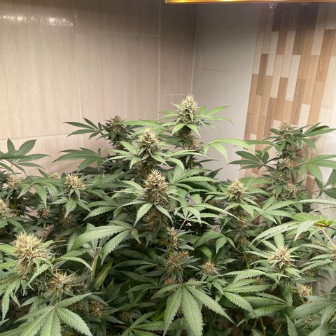 Tropicana Cookies Purple growlog timeline photo