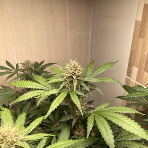 Tropicana Cookies Purple growlog timeline photo