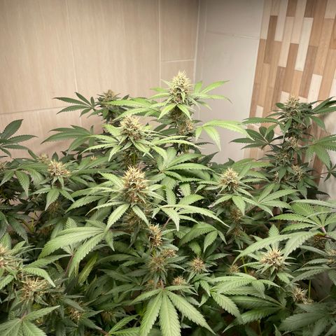 Tropicana Cookies Purple growlog timeline photo