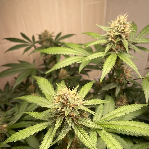 Tropicana Cookies Purple growlog timeline photo