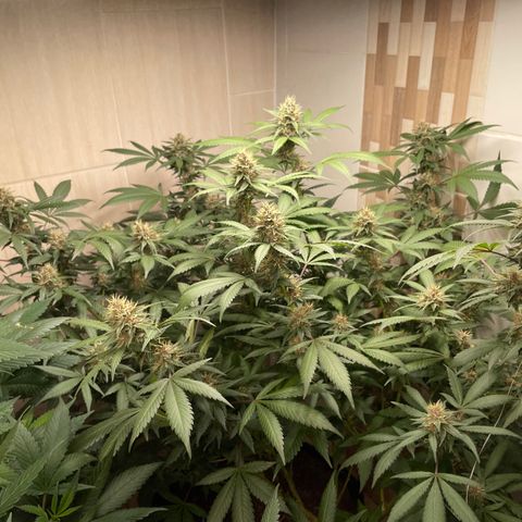 Tropicana Cookies Purple growlog timeline photo